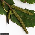 SpeciesSub: subsp. albosinensis SpeciesSub: subsp. albosinensis